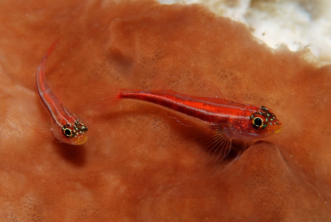 29 Striped Triplefin.jpg